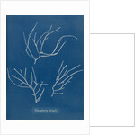 Carradoriella elongata by Anna Atkins