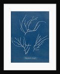 Carradoriella elongata by Anna Atkins