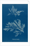 Carradoriella elongata by Anna Atkins