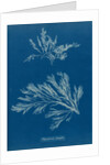Carradoriella elongata by Anna Atkins