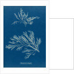 Carradoriella elongata by Anna Atkins