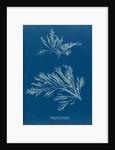 Carradoriella elongata by Anna Atkins