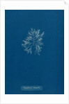 Carradoriella elongella by Anna Atkins