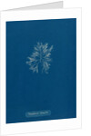 Carradoriella elongella by Anna Atkins