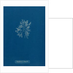 Carradoriella elongella by Anna Atkins