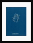 Carradoriella elongella by Anna Atkins