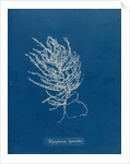 Brongniartella byssoides by Anna Atkins
