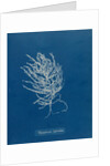 Brongniartella byssoides by Anna Atkins