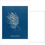 Brongniartella byssoides by Anna Atkins