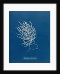 Brongniartella byssoides by Anna Atkins
