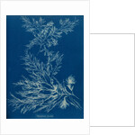 Vertebrata fucoides by Anna Atkins