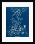 Vertebrata fucoides by Anna Atkins