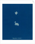Lophosiphonia obscura by Anna Atkins