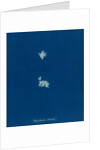Lophosiphonia obscura by Anna Atkins