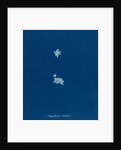 Lophosiphonia obscura by Anna Atkins