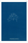 Vertebrata simulans by Anna Atkins
