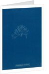 Vertebrata simulans by Anna Atkins