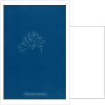 Vertebrata simulans by Anna Atkins