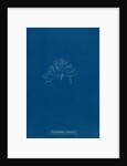 Vertebrata simulans by Anna Atkins