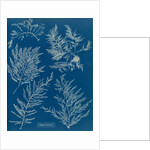 Heterosiphonia plumosa by Anna Atkins