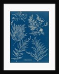 Heterosiphonia plumosa by Anna Atkins