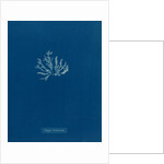 Dasya arbuscula by Anna Atkins