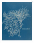 Ceramium virgatum by Anna Atkins