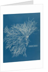 Ceramium virgatum by Anna Atkins