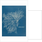 Ceramium virgatum by Anna Atkins