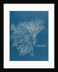 Ceramium virgatum by Anna Atkins
