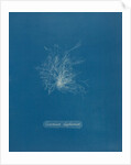Ceramium diaphanum by Anna Atkins