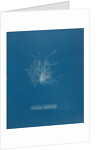 Ceramium diaphanum by Anna Atkins