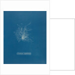 Ceramium diaphanum by Anna Atkins