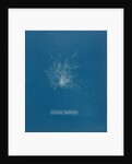 Ceramium diaphanum by Anna Atkins