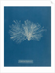 Ceramium diaphanum by Anna Atkins