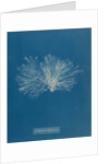 Ceramium diaphanum by Anna Atkins