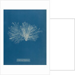 Ceramium diaphanum by Anna Atkins