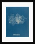 Ceramium diaphanum by Anna Atkins
