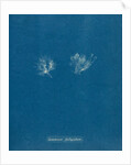 Ceramium cimbricum by Anna Atkins