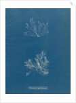 Ceramium deslongchampsii by Anna Atkins