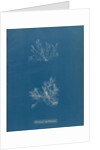 Ceramium deslongchampsii by Anna Atkins