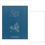 Ceramium deslongchampsii by Anna Atkins