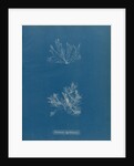 Ceramium deslongchampsii by Anna Atkins