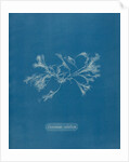Ceramium ciliatum by Anna Atkins