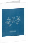 Ceramium ciliatum by Anna Atkins