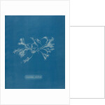 Ceramium ciliatum by Anna Atkins