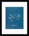 Ceramium ciliatum by Anna Atkins