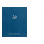 Ceramium shuttleworthianum by Anna Atkins