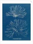 Ceramium botryocarpum by Anna Atkins