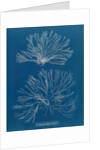 Ceramium botryocarpum by Anna Atkins